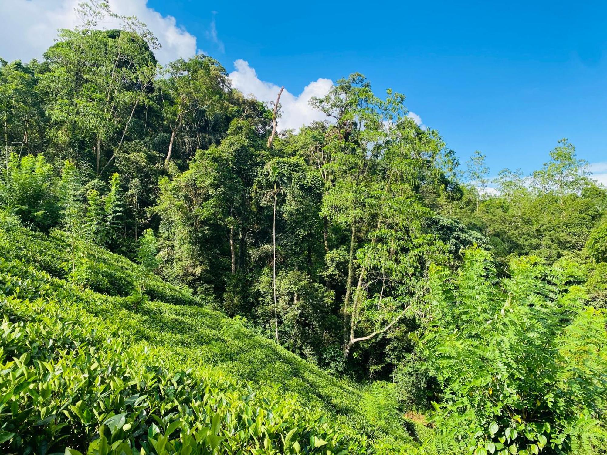 Rainforest Mount Lodge Deniyaya Εξωτερικό φωτογραφία